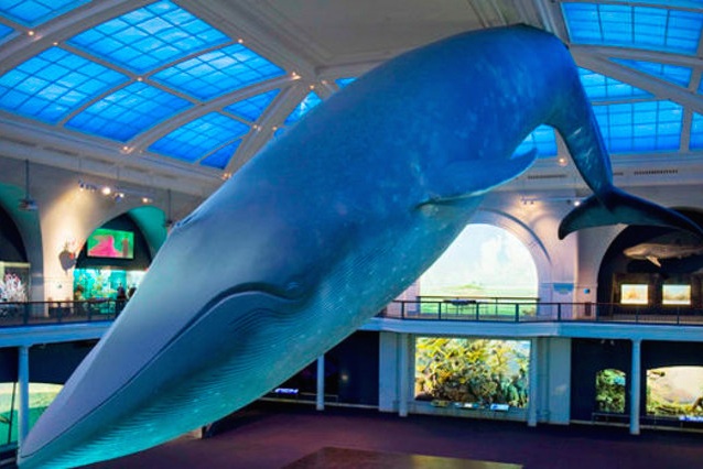 blue whale aquarium