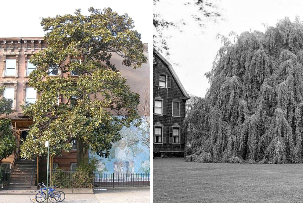 The Only Two Living Things in NYC to Have Been Landmarked Are Trees 6sqft