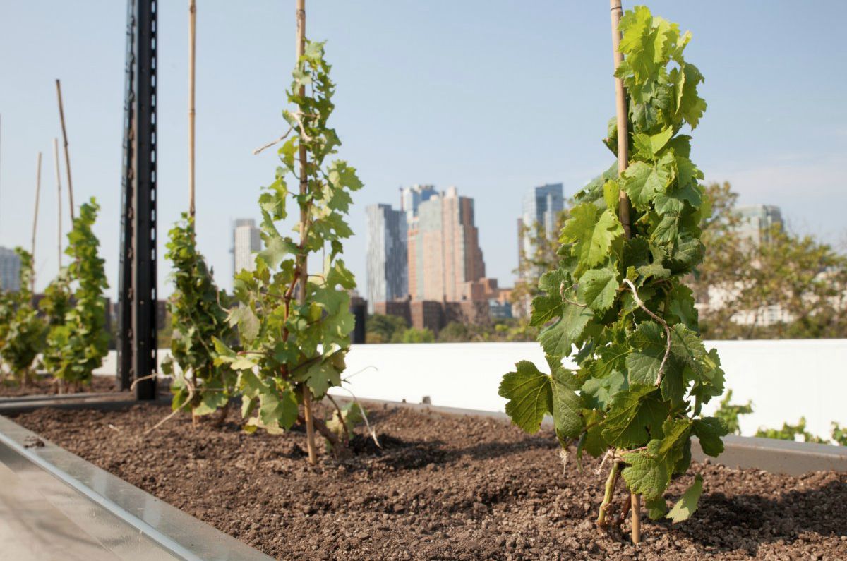 start a vineyard