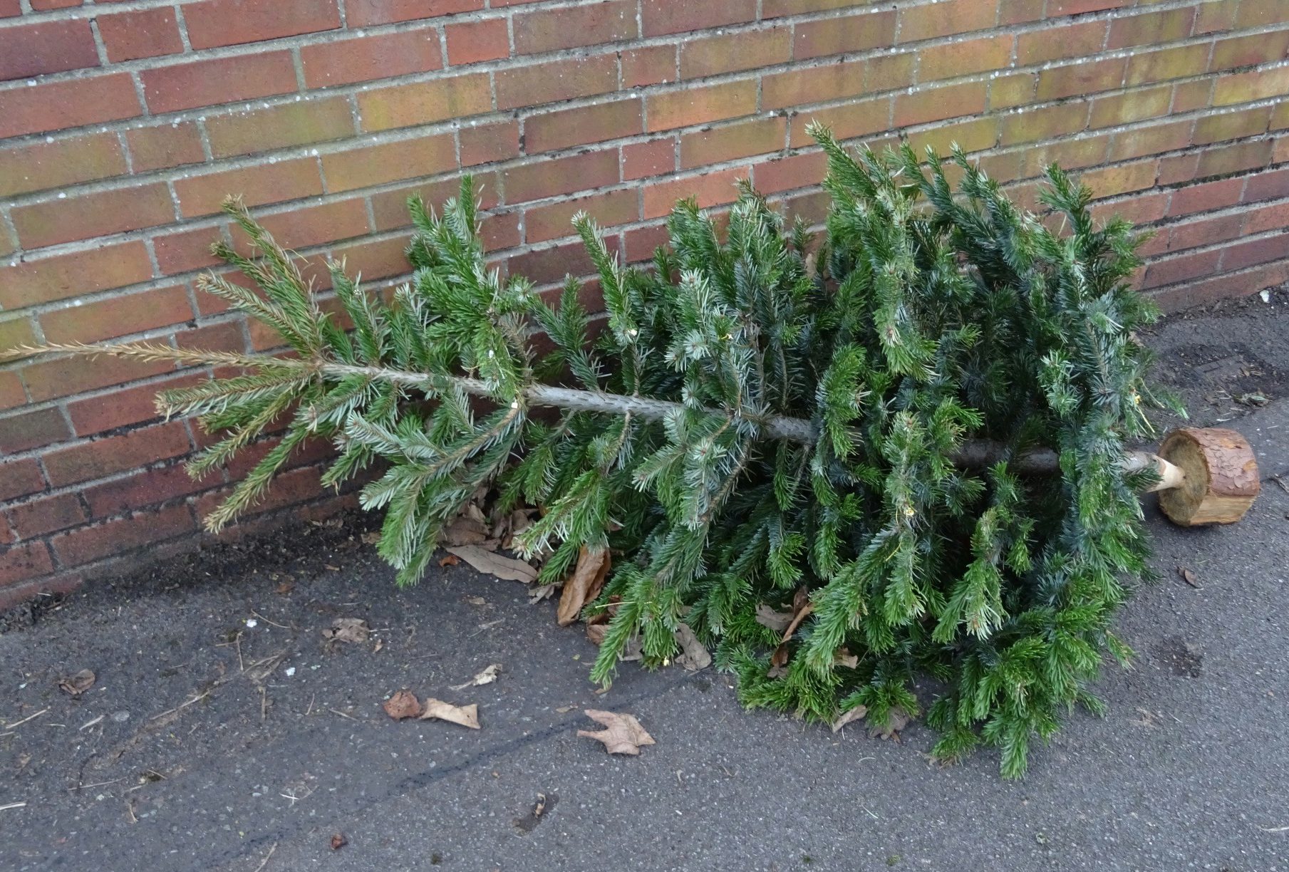 how to get rid of your christmas tree a walking guide for how to get rid of your christmas tree a walking guide for