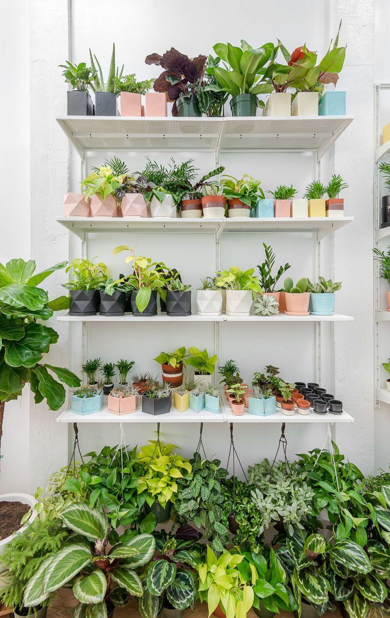 The 10 best plant shops in NYC 6sqft