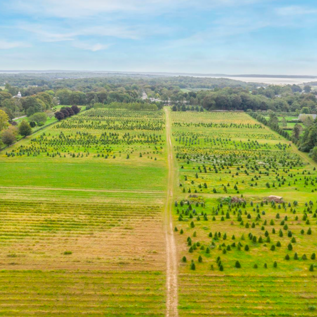 On Long Island, Santa’s Christmas Tree Farm is for sale for 2.5M