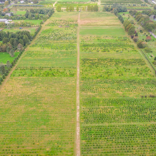 On Long Island, Santa’s Christmas Tree Farm is for sale for 2.5M
