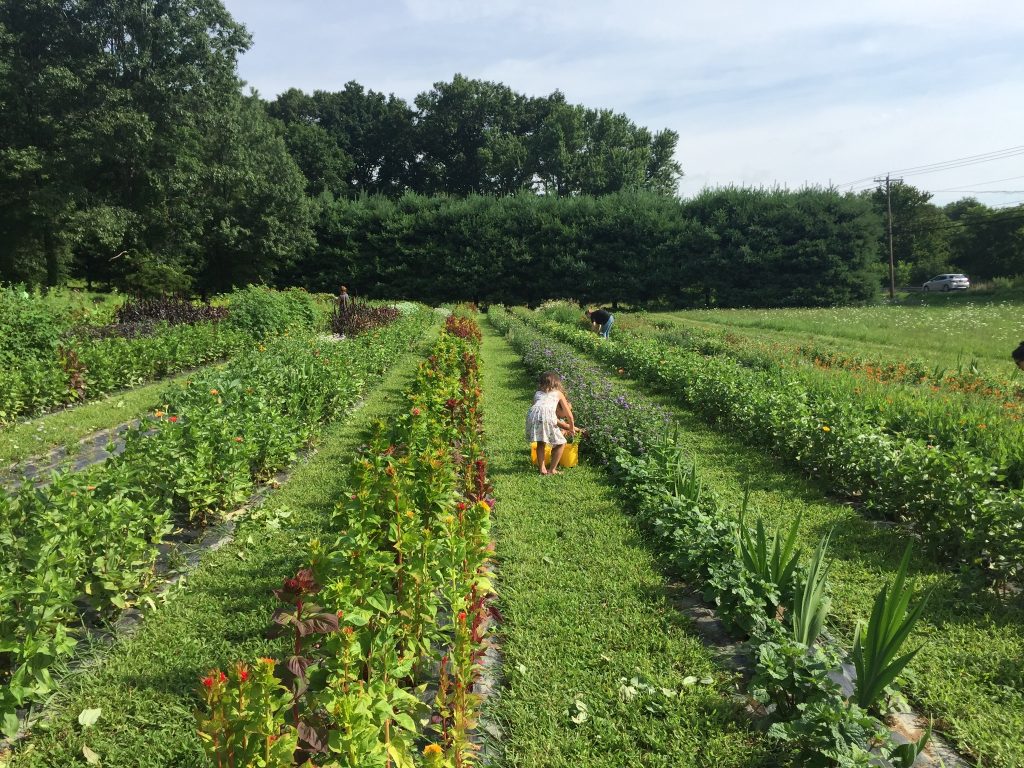 8 pickyourown flower farms near New York City 6sqft