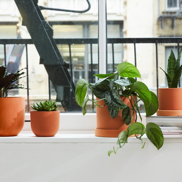 How to keep your houseplants alive while on vacation