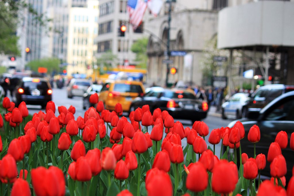 You can pick your own tulips on Park Avenue | 6sqft