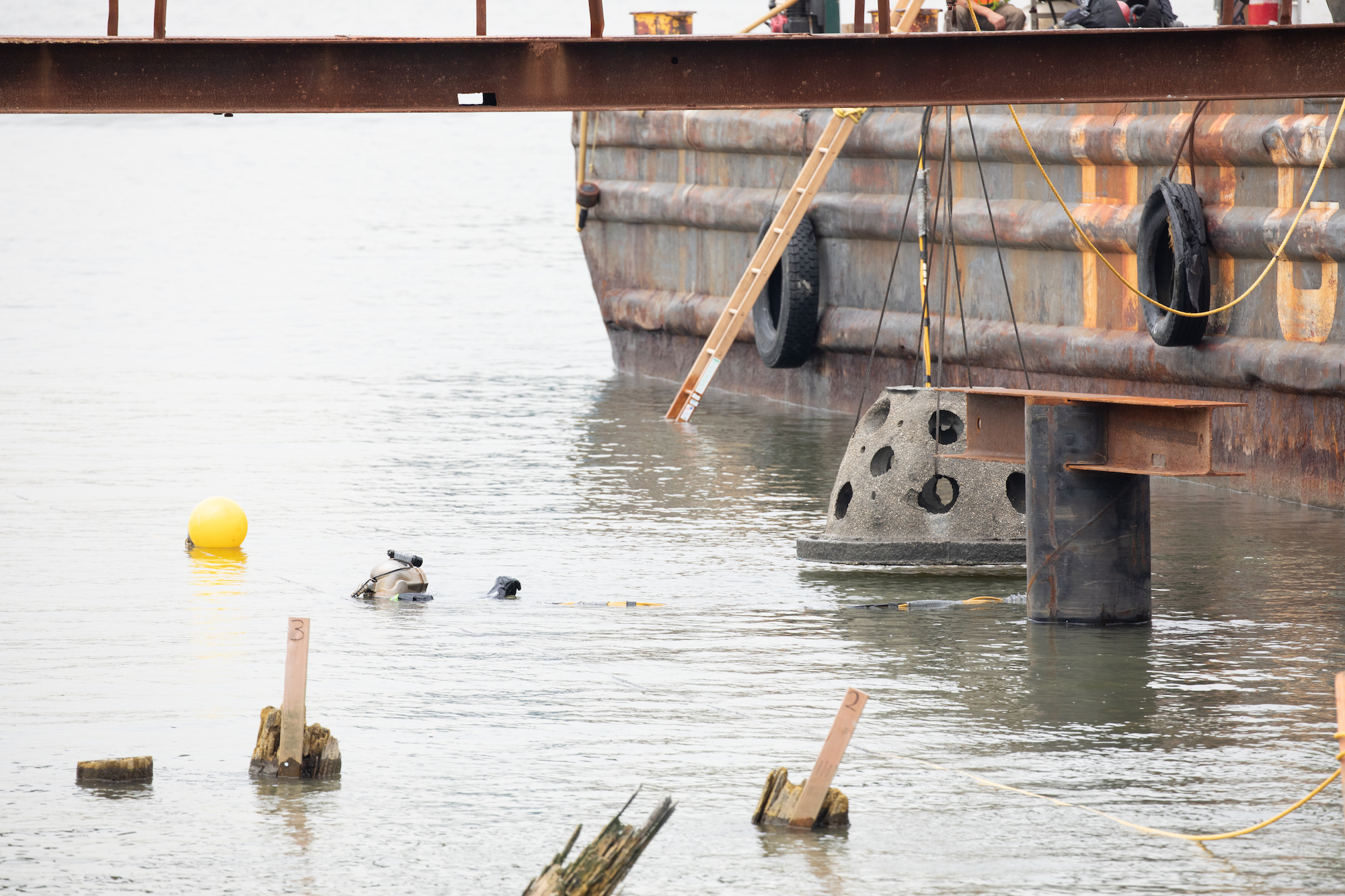 New underwater habitat with 20 million juvenile oysters deployed at NYC