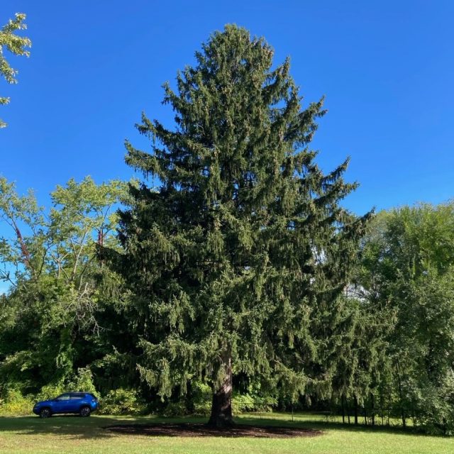 Get a first look at this year’s Rockefeller Center Christmas Tree