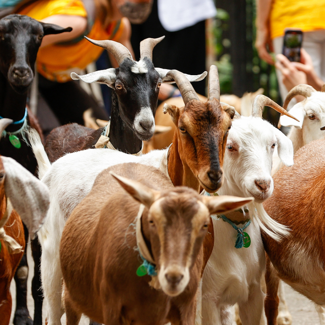 A crew of weed-eating goats returns to Riverside Park this week